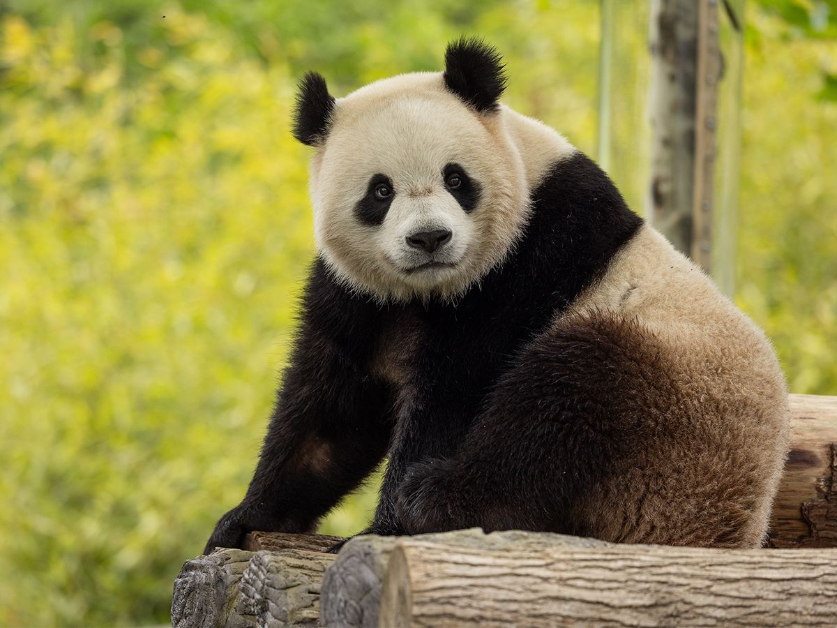 Giant Pandas Are Coming Back to Washington, D.C.