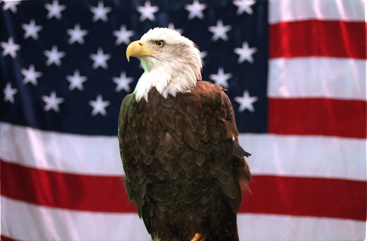 The Bald Eagle Just Became America’s National Bird. What Took So Long?